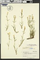 Phlox longifolia var. longifolia image