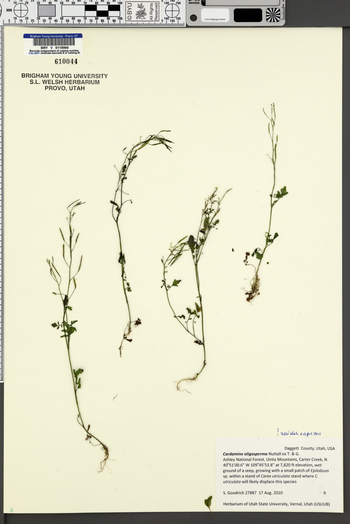 Cardamine oligosperma image