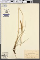 Elymus brownii image