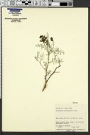 Astragalus duchesnensis image