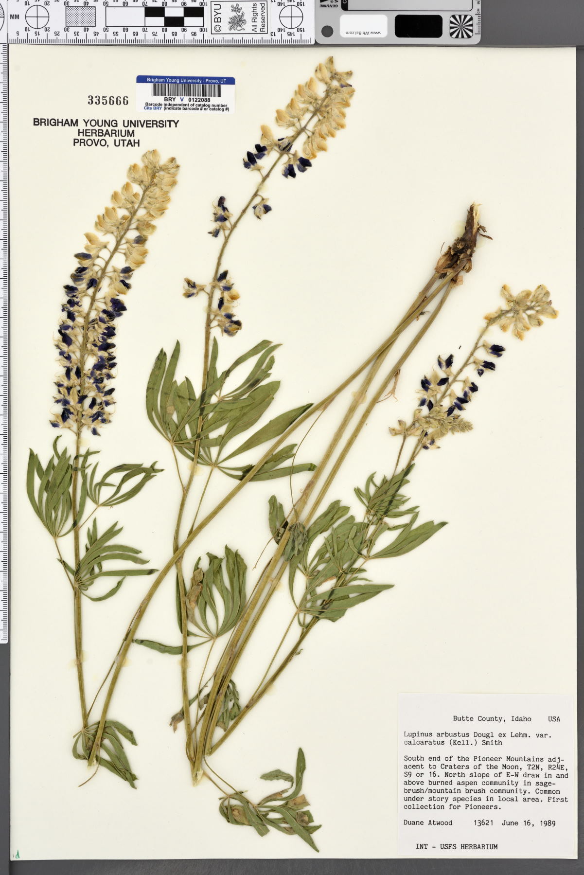 Lupinus arbustus var. calcaratus image