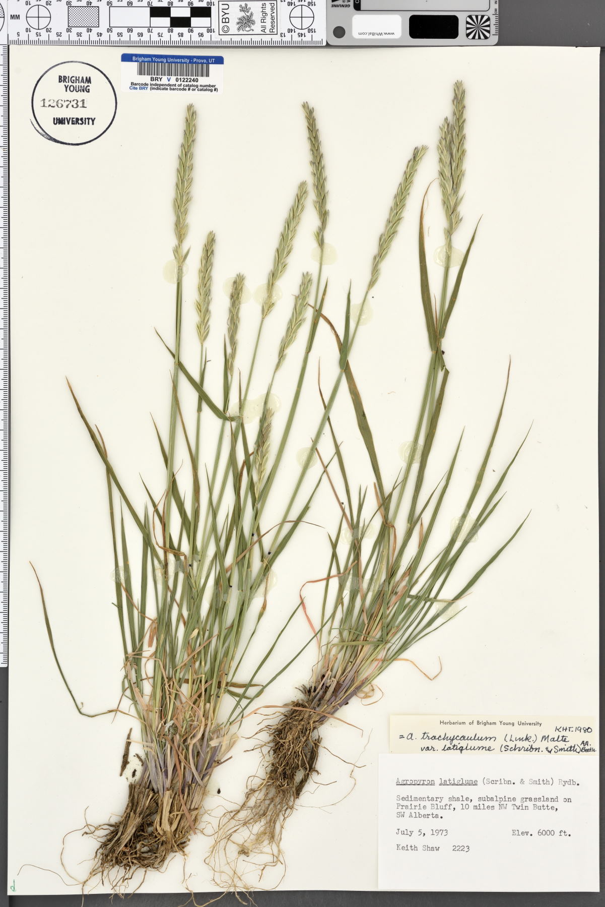 Elymus alaskanus image