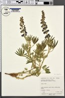 Lupinus argenteus var. argenteus image