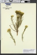 Ericameria nauseosa var. nauseosa image