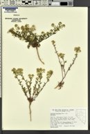 Lepidium montanum image