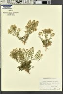 Lepidium montanum image