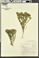 Lepidium montanum image