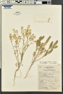 Lepidium montanum image