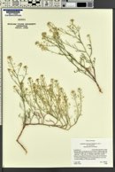 Lepidium montanum image