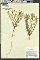 Lepidium montanum image