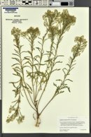 Lepidium montanum image