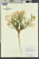 Lepidium montanum image