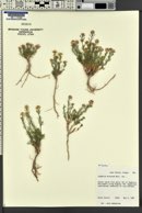 Lepidium montanum image