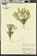 Lepidium montanum image