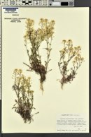 Lepidium montanum image