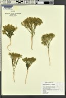 Lepidium montanum image