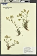 Lepidium montanum image