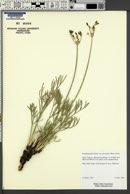 Lomatium graveolens image