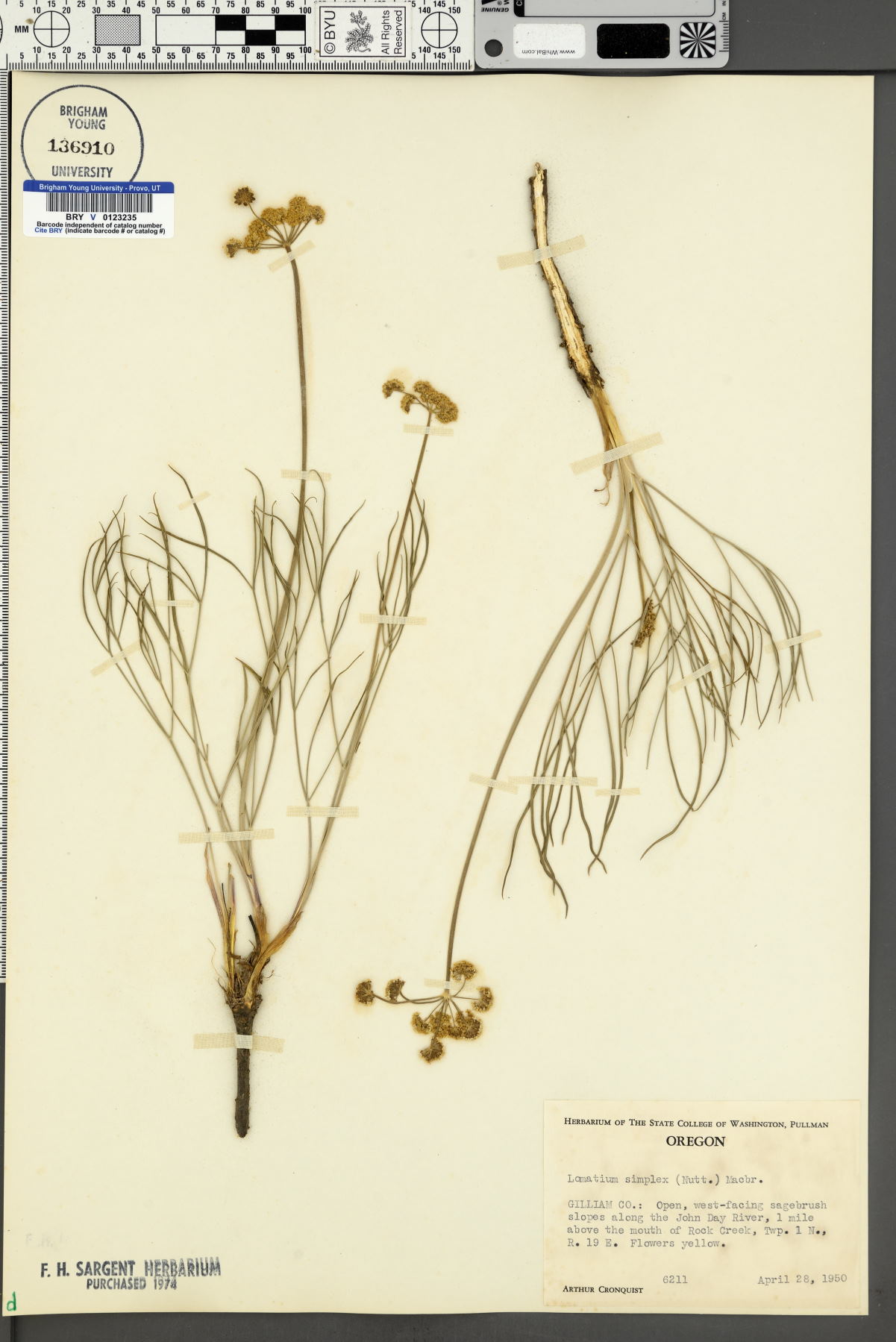 Lomatium simplex image