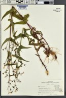 Penstemon calycosus image