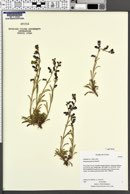 Penstemon parvus image