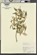 Elaeagnus angustifolia image