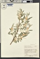 Elaeagnus angustifolia image