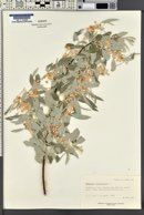 Elaeagnus angustifolia image