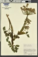 Angelica roseana image