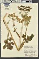 Angelica roseana image