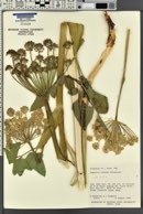 Angelica roseana image