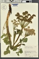 Angelica roseana image