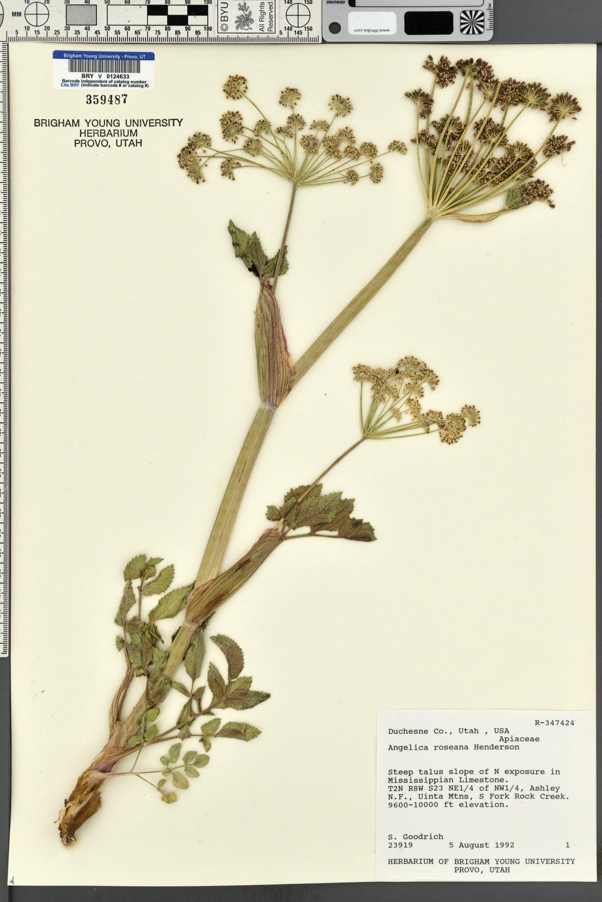 Angelica roseana image