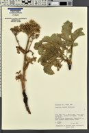 Angelica roseana image