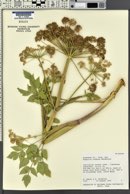 Angelica roseana image