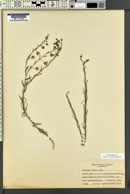 Linum lewisii image