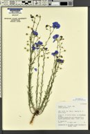 Linum lewisii image