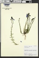 Linum perenne image