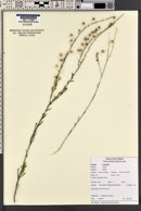 Linum lewisii image