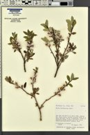 Salix brachycarpa image