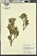 Salix babylonica image