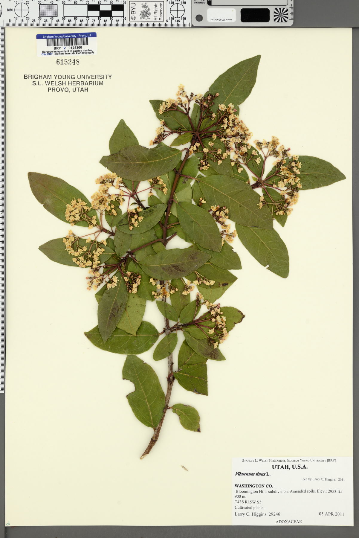 Viburnum tinus image