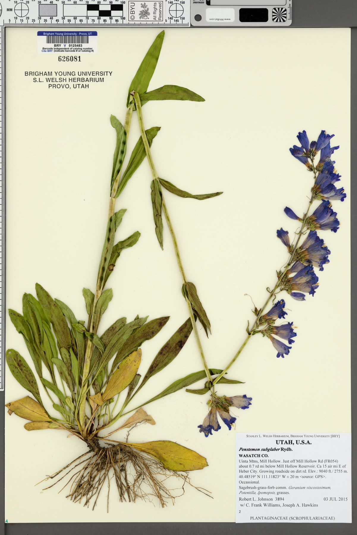 Penstemon subglaber image