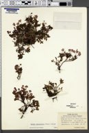 Kalmia microphylla image