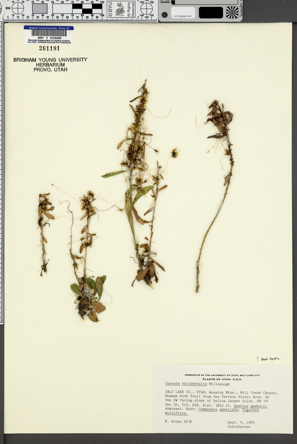 Cuscuta californica image