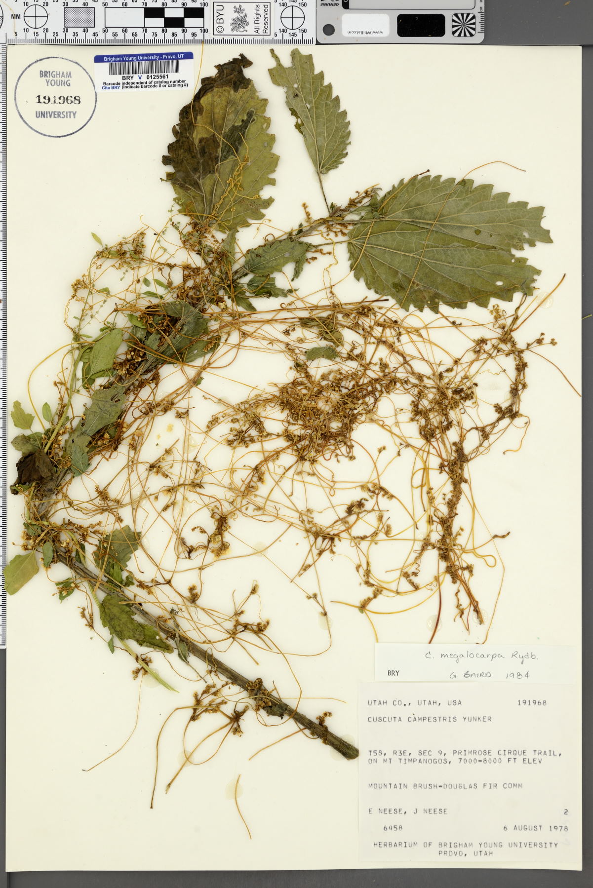 Cuscuta megalocarpa image