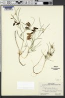 Astragalus ceramicus image