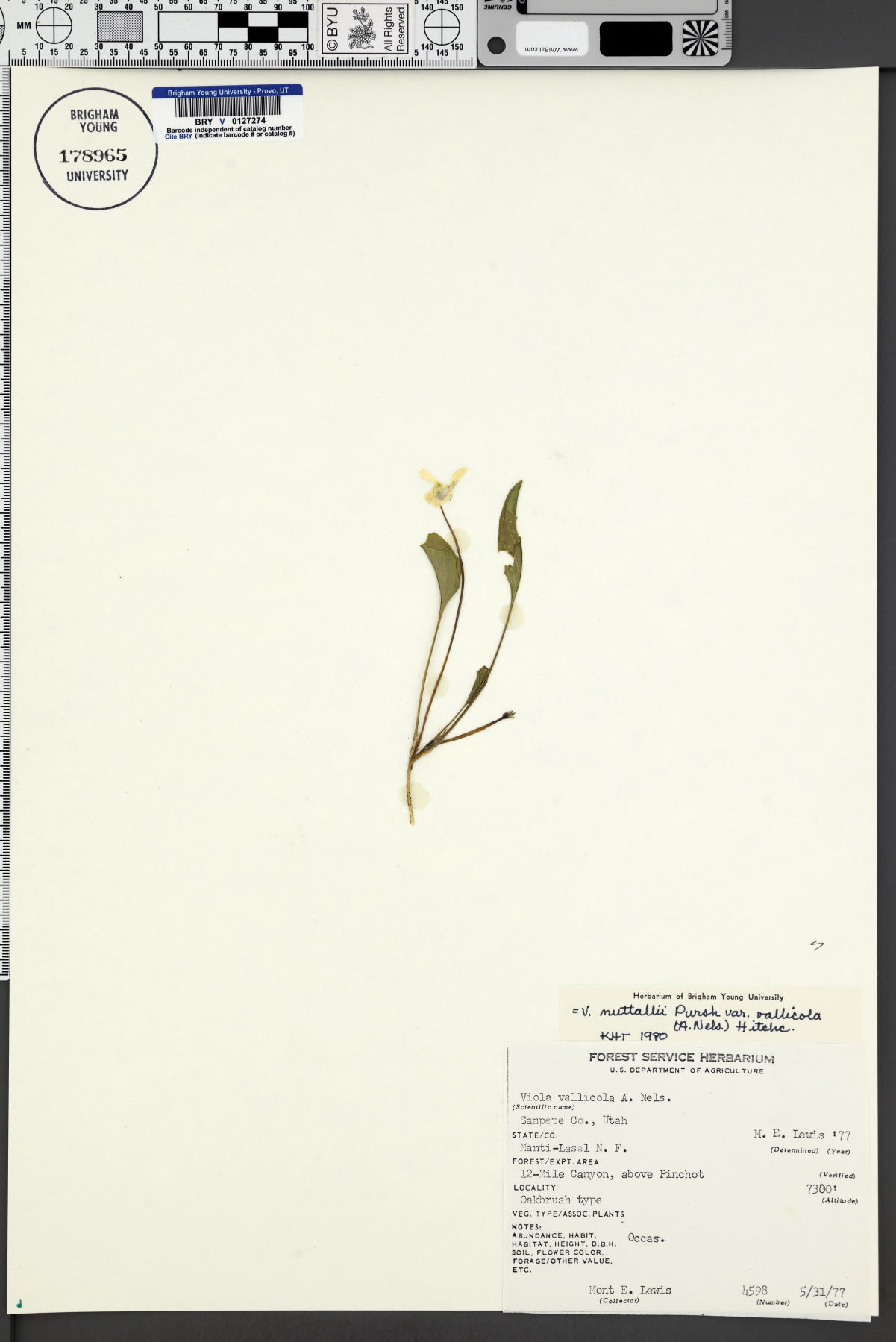 Viola vallicola image