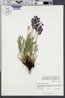 Oxytropis lambertii image