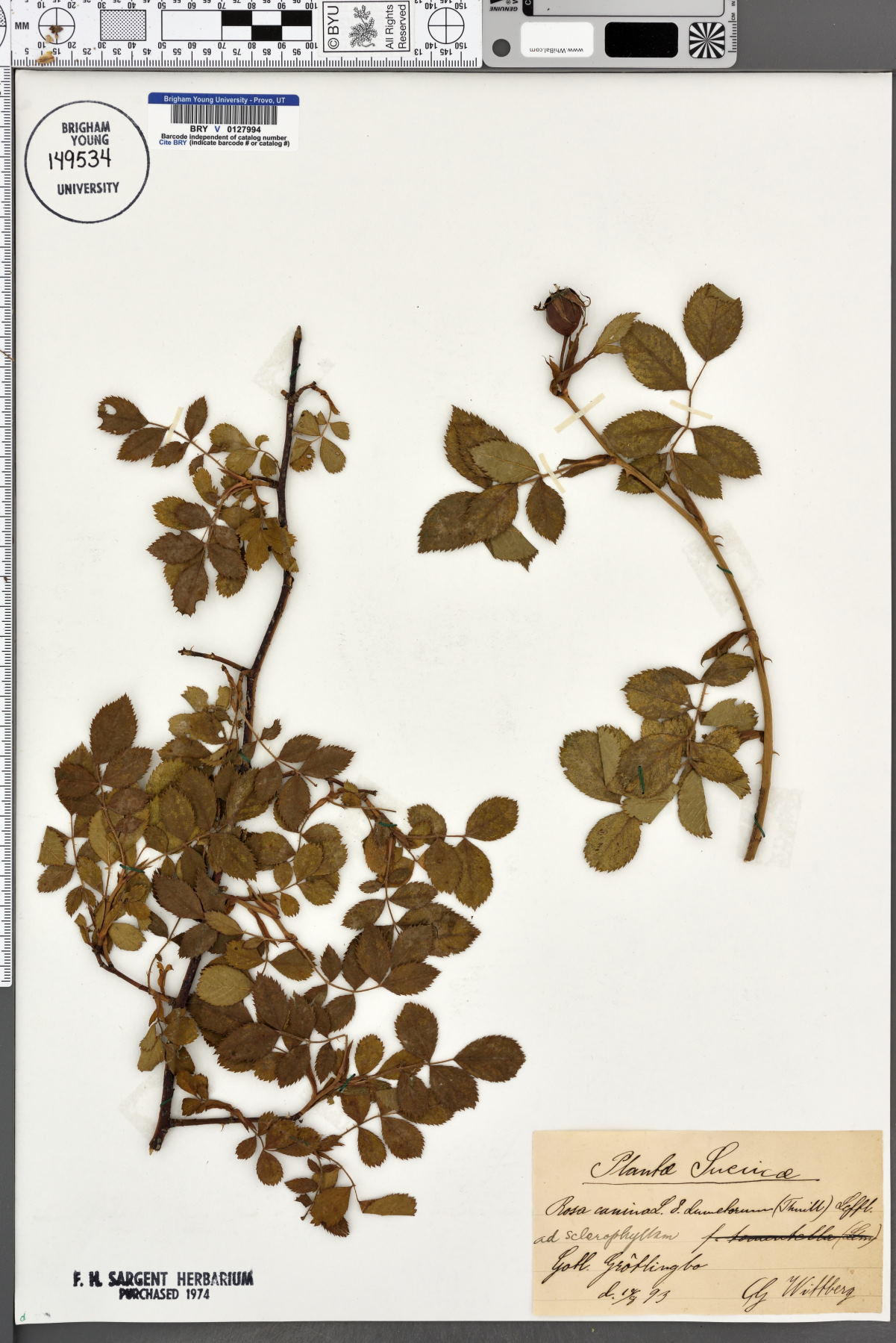 Rosa canina var. dumetorum image